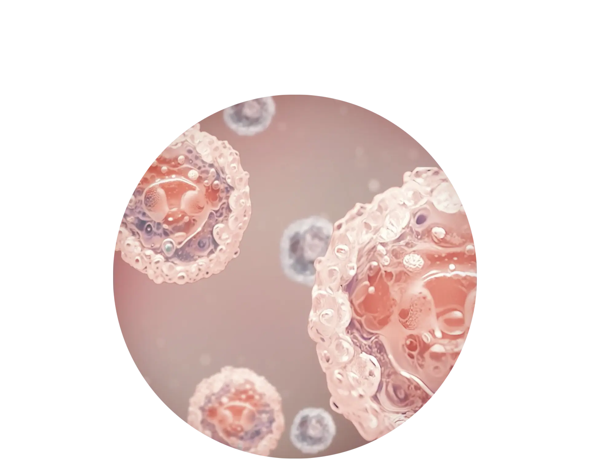 Proteínas Claves Progeskin